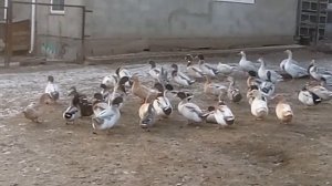 Утки Пекинские и другие зимой