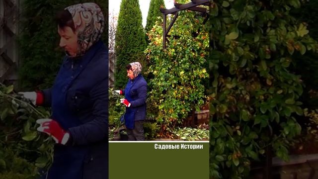 Куда посадить плетистую розу? #garden  #садсвоимируками