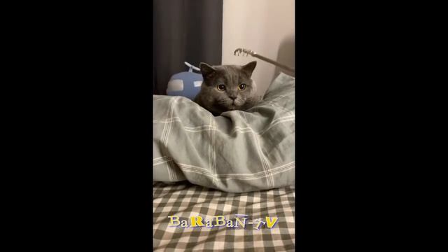 ? Кошачье счастье! ? Подборка смешных котов и котят для хорошего настроения! ? смотреть онлайн