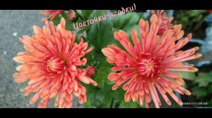 ?#хризантема ?#мультифлора Рябиновая игольчатая ?#flowers #shorts #шортс #cvetochkiyagodki #reels