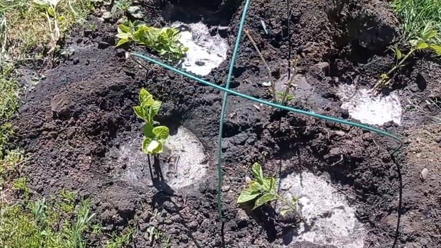 ГОРТЕНЗИЯ. РАЗМНОЖЕНИЕ ДЕЛЕНИЕМ КУСТА #гортензия#гортензияразмножение#делениекуста#сад#пересадкагор