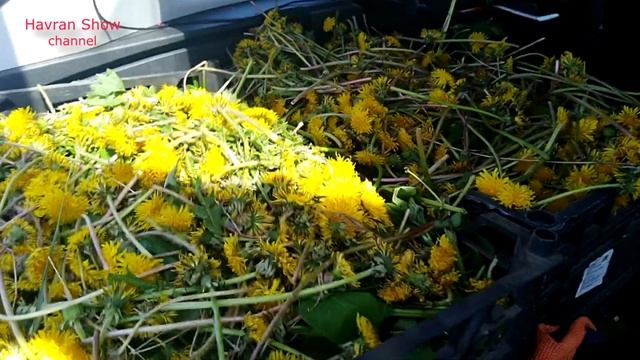 В первый же день я даю это и бройлеры вырастают за 8 недель... смотреть онлайн