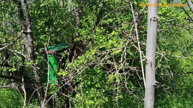 ОЧЕНЬ МАЛО ВРЕМЕНИ, ПОРА УСТАНАВЛИВАТЬ ЛОВУШКИ смотреть онлайн