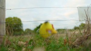 Angry Birds on The Run | All Episodes - Total Mashup Special