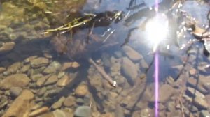 рыбалка на катэне