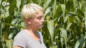 Американские технологии возделывания кукурузы | Выращивание кукурузы в России и Америке