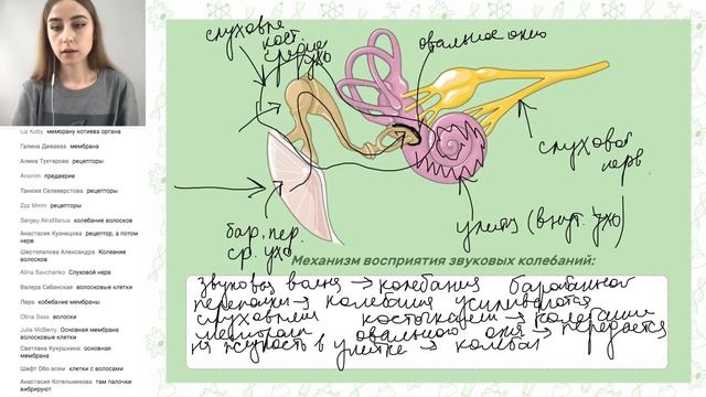 «СЛУХОВОЙ АНАЛИЗАТОР» | ЕГЭ БИОЛОГИЯ | Онлайн-школа СОТКА смотреть онлайн