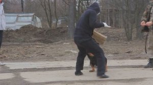 Дрессировка ротвейлера,  работать на двух фигурантов.