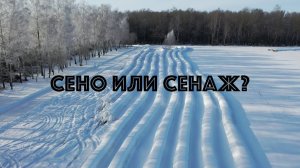 Сено или сенаж - выбираем!