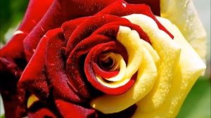 МИФЫ И ЛЕГЕНДЫ О ЦВЕТАХ Ч.12