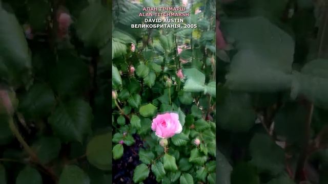 Троянда Алан Тичмарш в моєму саду 10.06.22. Austin. Alan Titchmarsh Rose in my garden. #shorts,