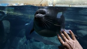 Байкальские нерпы в океанариуме на острове Русский, Владивосток