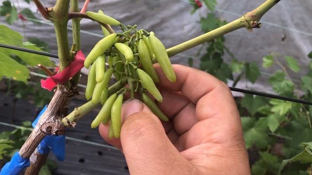 Виноград Хелоуин.Тел-098 115 04 16 Анатолій смотреть онлайн