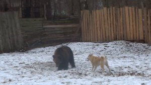 Норвежская лайка