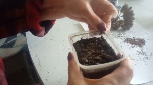 про семена вербены бонарской, просто или нет