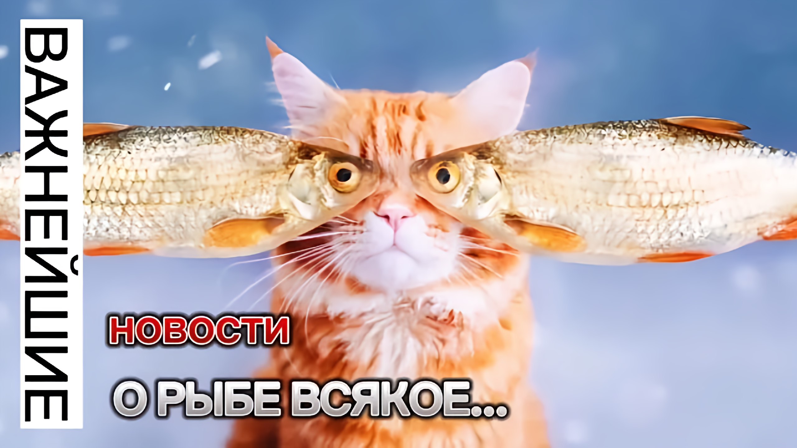 Cat eat fish. Кот с рыбой. Рыжий кот и рыба. Смешные рыбы. Рыбка для кошки.