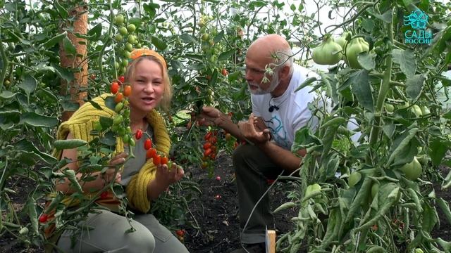 Десертный томат Черри Марс смотреть онлайн