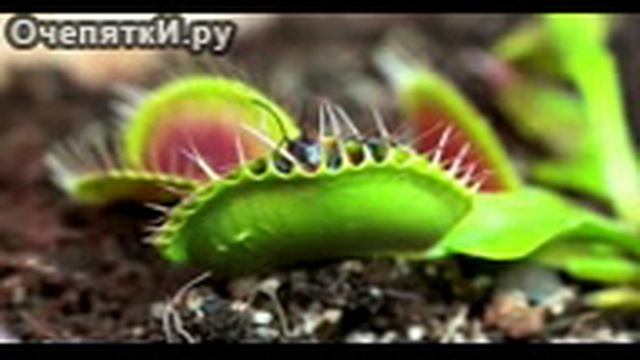 Растение съедающее мух смотреть онлайн