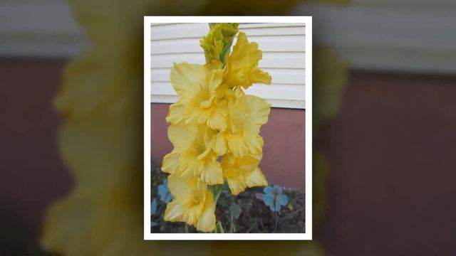 Мои садовые цветы смотреть онлайн