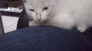 Белая кошка мурлычет и не дает работать.