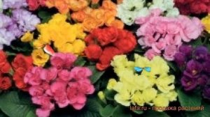 Примула махровая Микс ? махровая примула Микс обзор: как сажать, семена примулы Микс