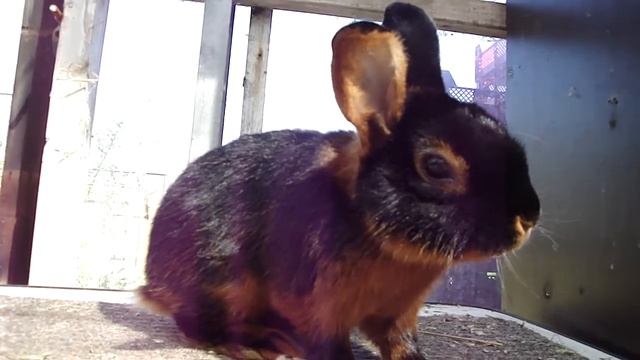 making a short movie with a sony w275 смотреть онлайн