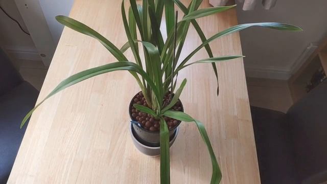 Orchid Unboxing - Cymbidium Black Pearl hybrid смотреть онлайн