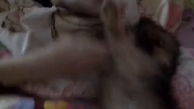 Как надо обращаться с собакой/Мастер-класс от Печеньки смотреть онлайн