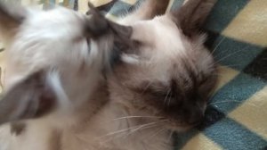 Как чистить уши котенком?