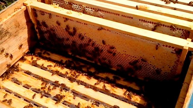 К вопросу о зрелости мёда. Какие рамки качать ? смотреть онлайн