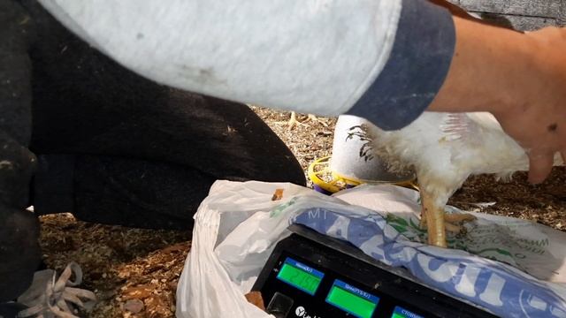Вес бройлера в 42 дня... смотреть онлайн