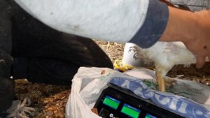 Вес бройлера в 42 дня...