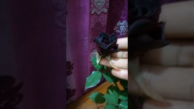 কালো গোলাপ Black Baccara Rose in full Bloom смотреть онлайн