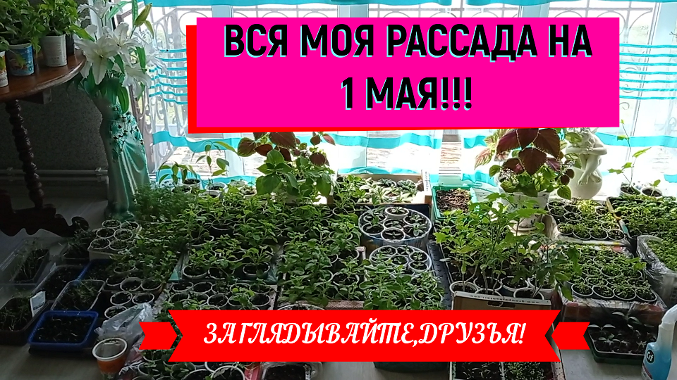 Рассада май. Моя рассада. Какую рассаду покупать в мае. Сегодня рассада мне сказала