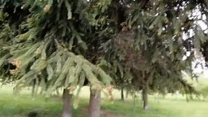 А вы когда нибудь видели как растут шишки на ёлке?