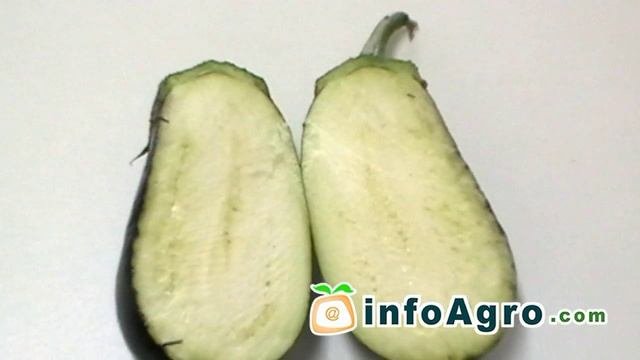 Выращивание баклажана. 1/2