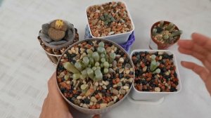 Фенестария/Fenestraria после пересадки