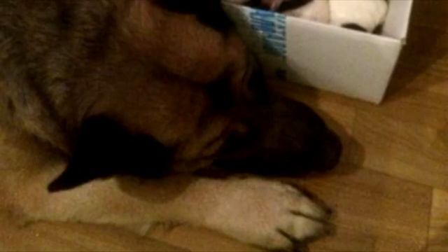 «Их оставили на заснеженной плите, так что лапочки примерзли к поверхности» смотреть онлайн