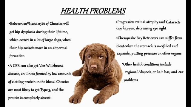 Get to Know the Chesapeake Bay Retriever смотреть онлайн