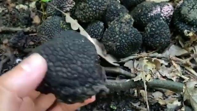 Грибы Трюфели #трюфель #грибы #грибнаяохота #грибочки
