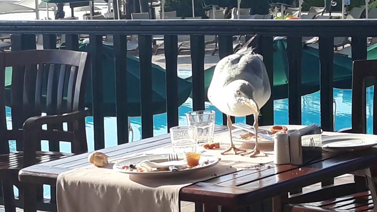 Чайки в Кемере смотреть онлайн