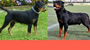 Ягдтерьер против Ротвейлера. Yagd terrier against Rottweiler. Собаки.