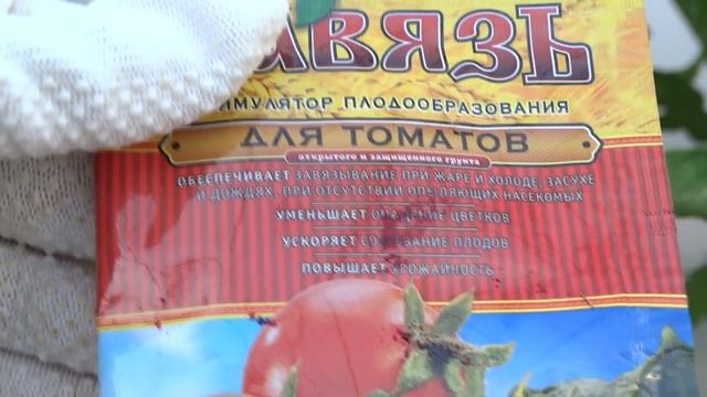 Чем опрыскать томаты когда цветут, чтобы завязалось максимум плодов? смотреть онлайн