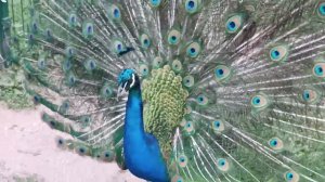 Peacocks beautiful СПОЙ ПАВЛИНpeacocks sing, красавцы павлины поют,Peacocks ,красавцы, павлины