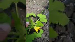 Кабачки в теплице и в открытом грунте.