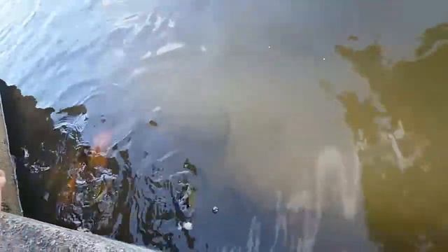 Золотая рыбка и пираньи смотреть онлайн