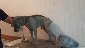 Миттельшнауцер подстригся на лето./10 июня 2021/стрижка собак.