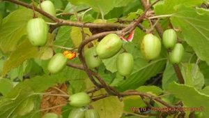 Актинидия аргута Великанша (actinidia arguta) ? обзор: как сажать, рассада актинидии Великанша