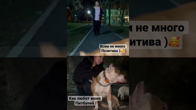 До слез у людей от радости .. ) развеиваем мифы о злых питбулях) Добрее не бывает