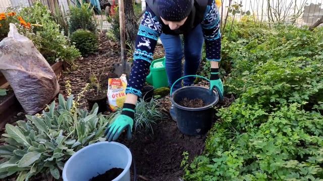 Осенняя посадка древовидной гортензии "Strong Annabelle" (Стронг Аннабель) методом перевалки??? смотреть онлайн